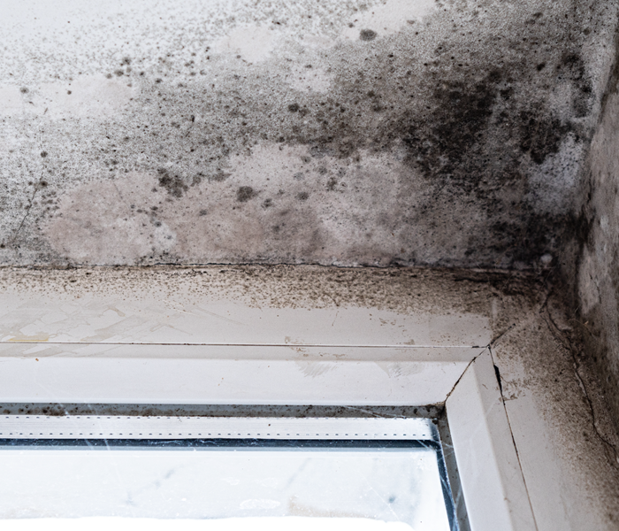 mold and drywall damage
