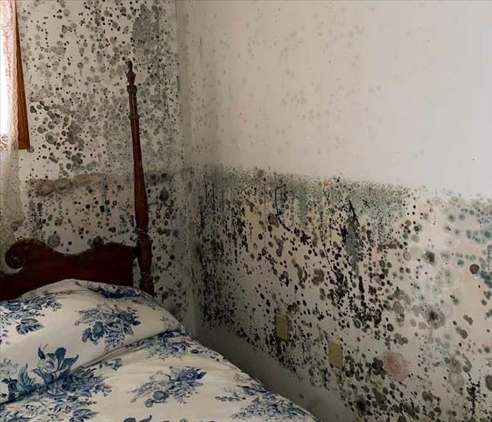 Mold infestation growing along an entire wall.